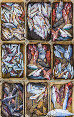 Fresh fish at a market in a Mediterranean port, collage