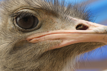 Eye and beak of ostrich