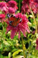 Echinacea Cranberry Cupcake and butterfly