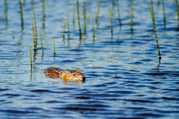 Muskrat swimming in water