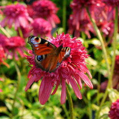 Echinacea Cranberry Cupcake and butterfly