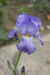 iris belle fleur nuancé de mauve