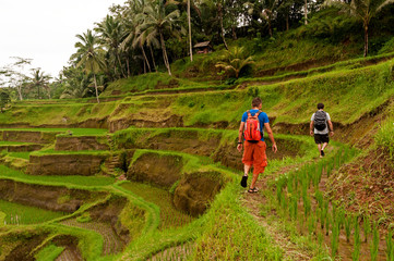 Men trekking on the rice fields © esteldance