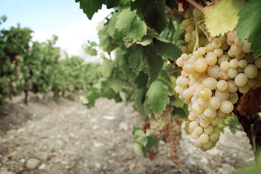 Sweet and tasty white grape bunch