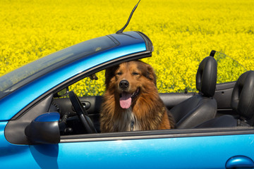 Hund sitzt im Cabriolet vor einem Rapsfeld