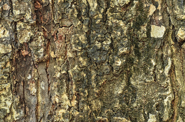 Tree bark texture wallpaper
