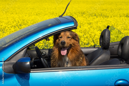 "Hund sitzt im Cabriolet vor einem Rapsfeld" Stockfotos und lizenzfreie