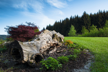 Obraz premium garden with old trunk, strawberries and maple