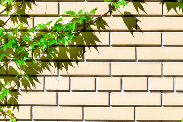 Plants on the wall