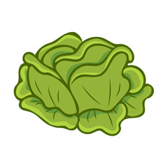 green cabbage cartoon isolated illustration
