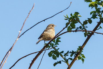 Tarabilla Común joven. Saxicola torquata.

