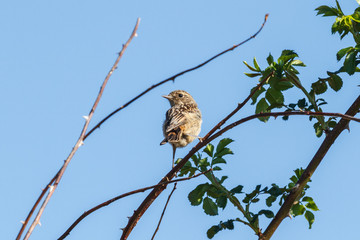 Tarabilla Común joven. Saxicola torquata.
