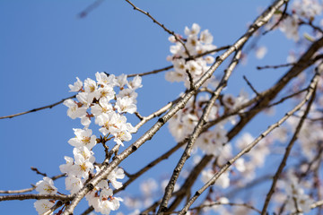 小城公園の枝垂れ桜の花