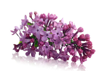 lilac flowers isolated on white background