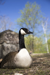 Portrait of canadian goose