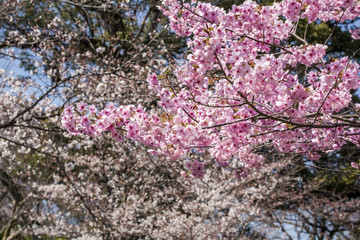 河津桜の花