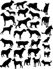 twenty eight black isolated on white dogs