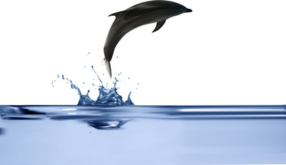 jumping from water grey dolphin illustration © Alexander Potapov