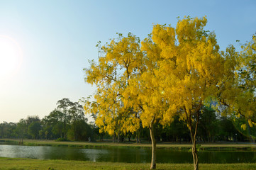 Golden shower tree landscape background
