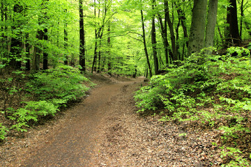 Path through a lush green summer forest