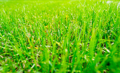 Green grass background