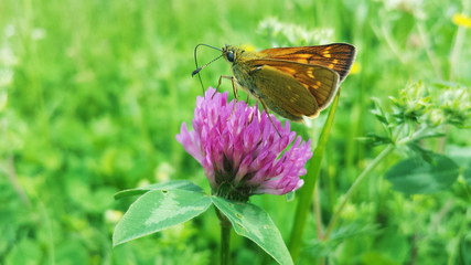 Macro butterfly sitting on a flower