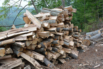 Pile of beech logs