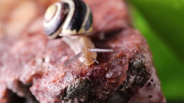 chiocciola - close up