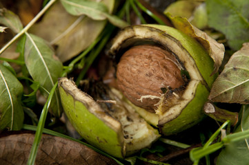 fresh walnuts from tree ingarden