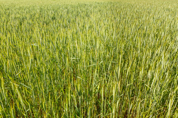 Campo de Centeno. Secale cereale.

