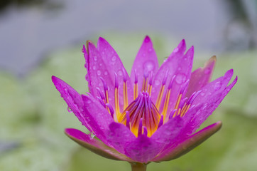 Fototapeta premium 熱帯スイレン