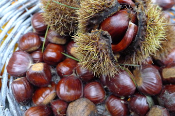 Fresh chestnuts in basket