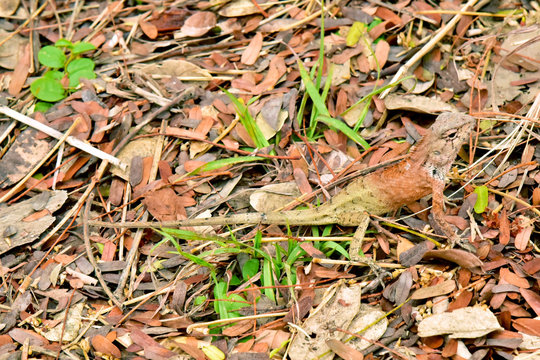 Reptile on the grass and leaves  