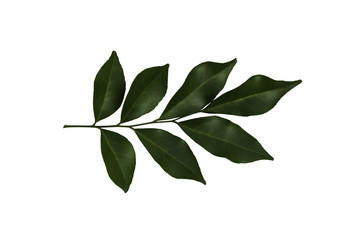 Fototapeta premium Murraya Paniculata Jack leaf
