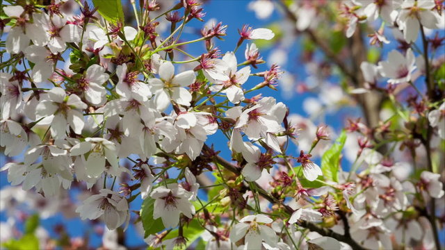 Branch of Japanese Sakura tree with Cherry blossom flowers