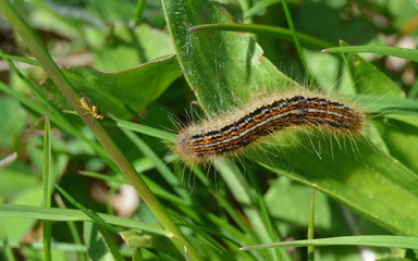 Une chenille profitant d'une belle journée de Printemps