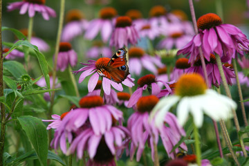 Echinacea purpurea and butterfly