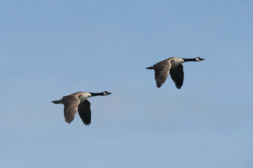 Canada Goose, Branta canadensis