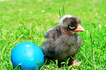 Easter eggs and chickens on green grass