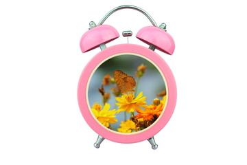 the nature within pink alarm clock isolated on white background