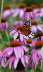Echinacea purpurea and butterfly