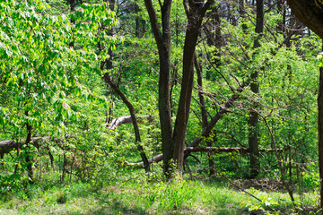 Broken dry tree in the forest