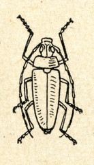 Fototapeta na wymiar Longhorn beetle (Cerambycidae) 