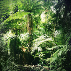 Obrazy na Szkle  Dżungla