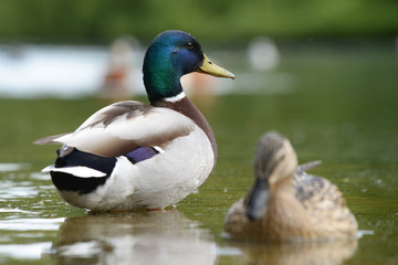 Mallard, Anas platyrhynchos