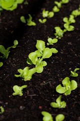 Rows of fresh lettuce plants in the garden