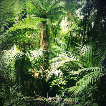 Fototapeta Jungle