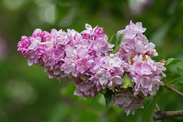 Pink lilac flower