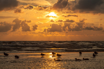 Wild ducks waiting for the end of storm on Baltic