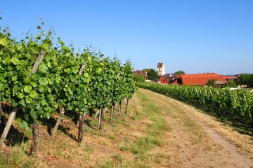 Reben in Tannenkirch